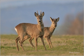 <p>SRNEC OBECNÝ (Capreolus capreolus) Šluknovsko - Jiříkov --- /European roe deer - Reh/</p>